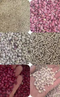 حبوبات. گندم  جو .خوراک دامی
