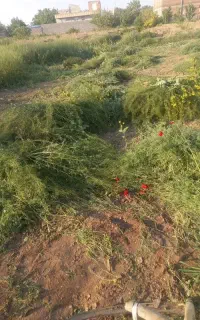 علف برای گاو گوسفند هرکی میخواد بیاد رایگان ببره