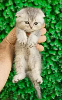 گربه های ملوس