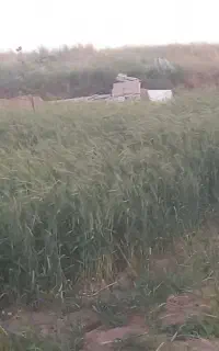 زمین برای باغ