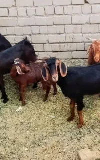 گوسفند زنده فروشی