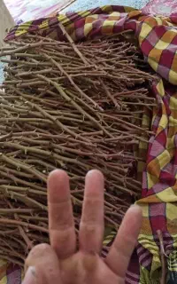 انواع شاخه پیوندی
