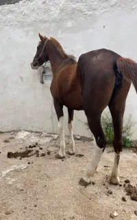 اسب مادیون شش دانگ