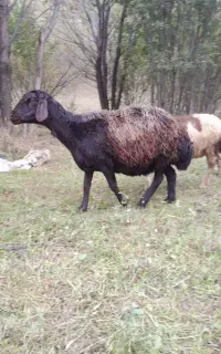 بره ماده