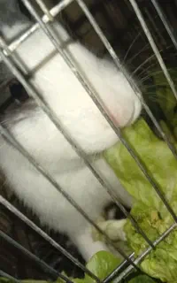 خرگوش