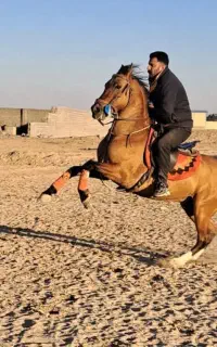 (اسب کرد کره سهیل حیدر)