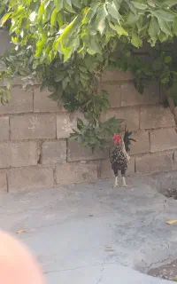 خروس محلی اصل بهترین خروس