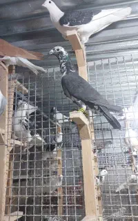 کفتر