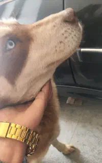 سگ هاسکی ماده