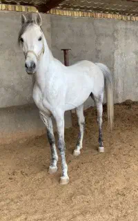 اسب یکسر عرب