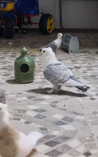 ۳جفت کبوتر با قفس و جوجه