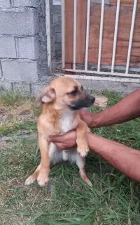 سگ پاکوتاه