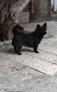 پاکوتاه سرابی ماده