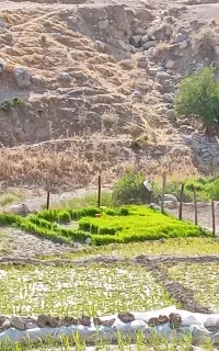 تیم برنج فجر