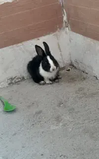 بچه خرگوش