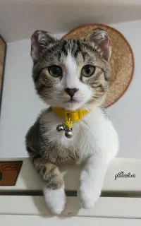 گربه عقیم شده ی خانگی بانمک