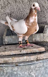 کبوتر کارل میولمنز سرخ کاکل ماده،میولمنز زرد ماده