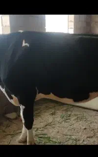 گاو هلشتاین اصل