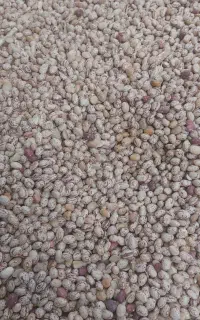 خرید وفروش انواع حبوبات