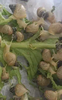 حلزون ۳ ماهه