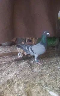 کفتر باختی