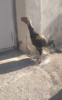 خروس لاری ۱۵ ماهه