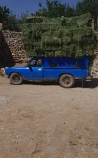 کاه گندم
