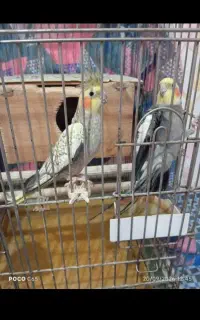 عروس هلندی