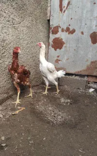 مرغ لاری