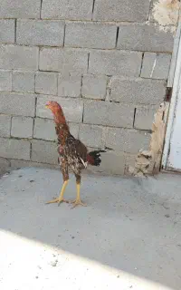 جوجه خروس لار
