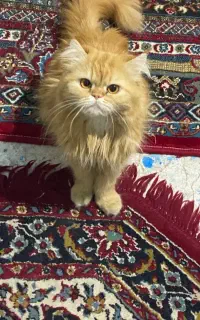 گربه پرشین رایگان