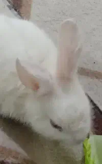 خرگوش سفید