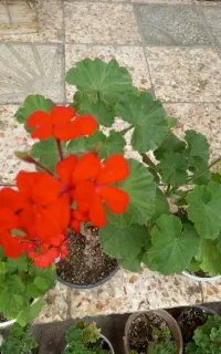 گل گیاه طبیعی