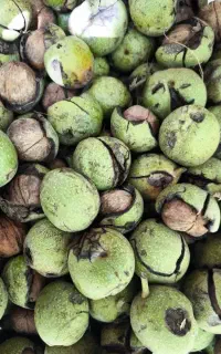 گردو‌‌قلندردونه‌ای‌۸