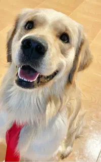 گلدن رتریور نر برای جفت گیری