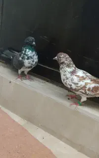 کبوتر اوچان ساعت بالا و یدونه کلفه سرور نر