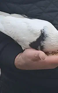 کبوتر ماده