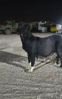 سگ ماده سرابی