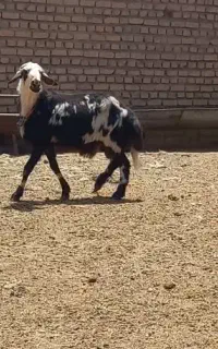 قوچ افشارپلنگی