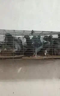 کفتر بوم دانه ۵۰۰ حمه استوره