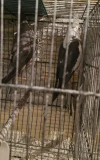 جفت عروس های مولد تضمینی