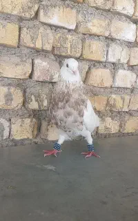 طوقی نر آجری خال سرکه  هفت رنگ