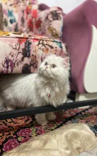 گربه نر اسکاتیش داری بخون