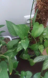گل پتوس ابلغ،لیمویی،زعفرونی،مرمری،ارتشی