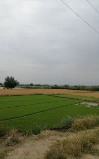 نشا شالی فجر۹۰ روزه