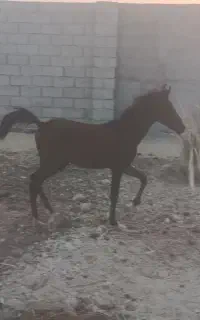 کره مادیون