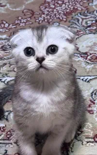 گربه دوماهه