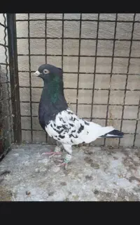 کبوتر پرنده