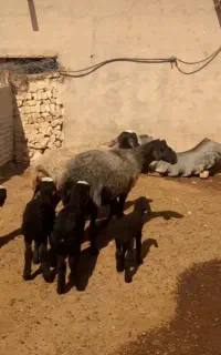۲ میش دوقلوزا همراه ۴ بره