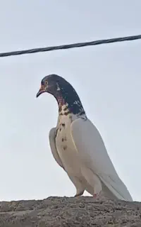 یک جفت هوایی ساعتی